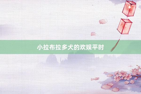 小拉布拉多犬的欢娱平时